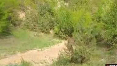 merek main di hutan sambil mainin burung