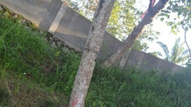 katanya nyarik buah nyatanya apa